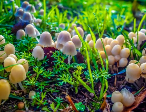 TREND: Mushrooms Emerge from Underground