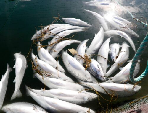 Climate crisis and antibiotic use could ‘sink’ fish farming industry