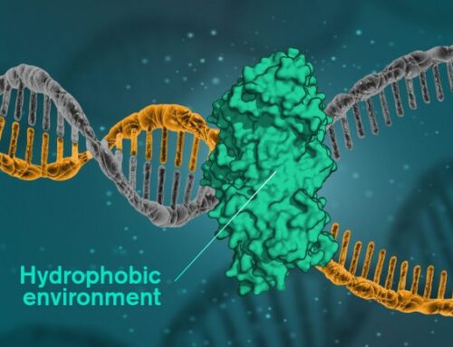 DNA is held together by hydrophobic forces