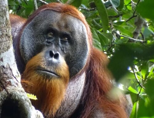 Orangutan’s use of medicinal plant to treat wound intrigues scientists