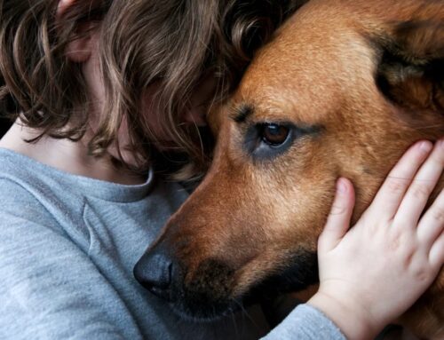 When Dogs Smell Your Stress, They Act Sad