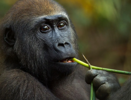 Self-medicating gorillas may hold new drugs clues